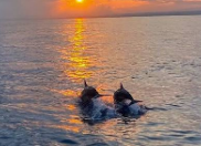 Bachelorette group on a sunset dolphin cruise from the Isle of Palms Marina